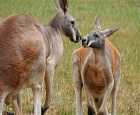 克莱兰德野生动物园（Cleland Wildlife Park）