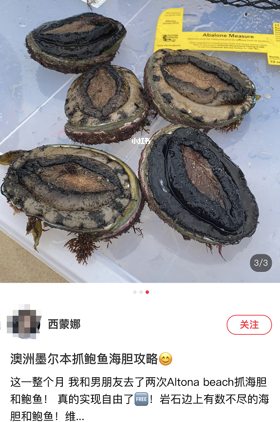 华人透露澳洲“抓鲍鱼秘境”!分分钟抓10只,岩石边上趴满大鲍鱼