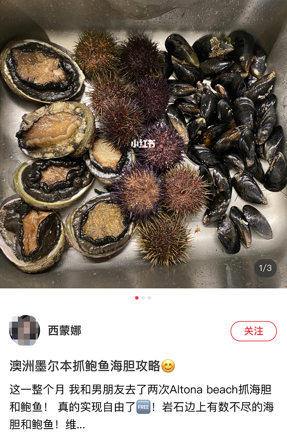 华人透露澳洲“抓鲍鱼秘境”!分分钟抓10只,岩石边上趴满大鲍鱼