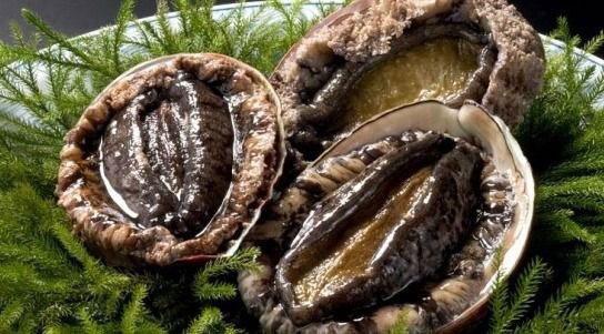 华人透露澳洲“抓鲍鱼秘境”!分分钟抓10只,岩石边上趴满大鲍鱼