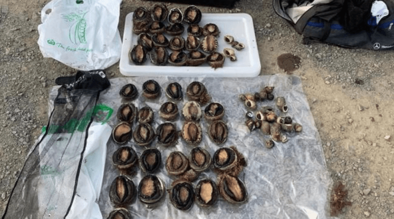 华人透露澳洲“抓鲍鱼秘境”!分分钟抓10只,岩石边上趴满大鲍鱼