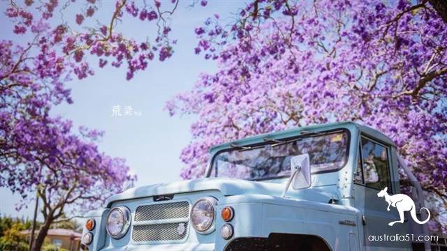 紫色的春天，澳洲格拉夫顿蓝花楹节全攻略
