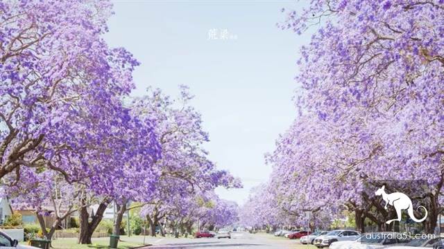 紫色的春天，澳洲格拉夫顿蓝花楹节全攻略
