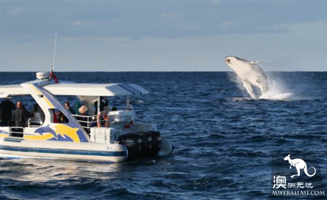 Ultra-detailed Sydney cruise boat introduction, in Sydney, they are not just means of transport