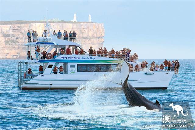Ultra-detailed Sydney cruise boat introduction, in Sydney, they are not just means of transport