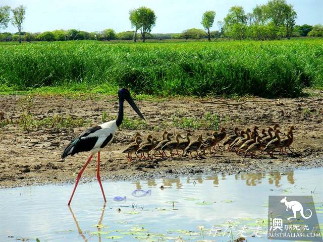 The practical information of the Kakadu National Park in the Northern Territory.