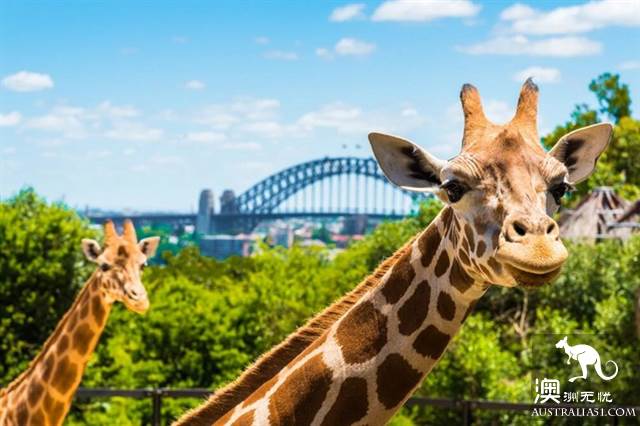 Practical information, guide to the theory and practice of Australia's honeymoon travel.