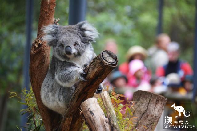 Practical information, guide to the theory and practice of Australia's honeymoon travel.