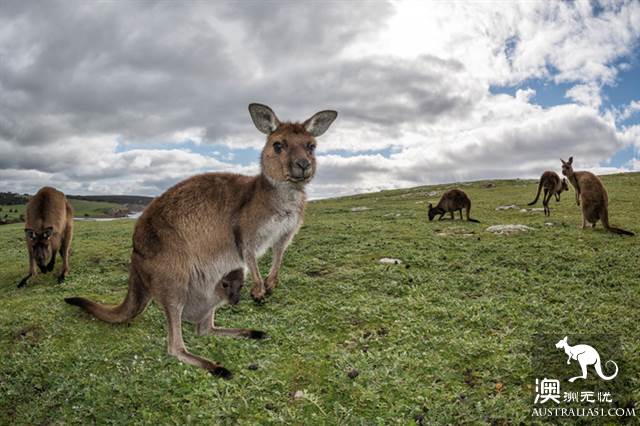 Practical information, guide to the theory and practice of Australia's honeymoon travel.
