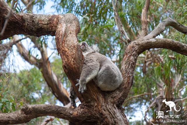 Practical information, guide to the theory and practice of Australia's honeymoon travel.