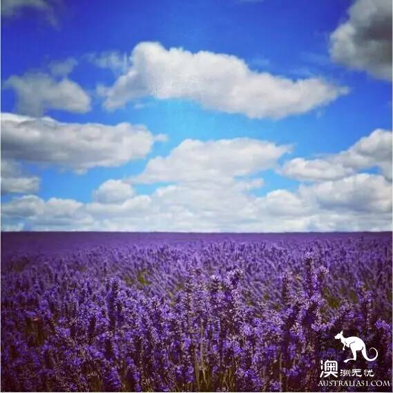 The 40 unique experiences that Australia cannot miss! Take a quick look at these extraordinary feelings.