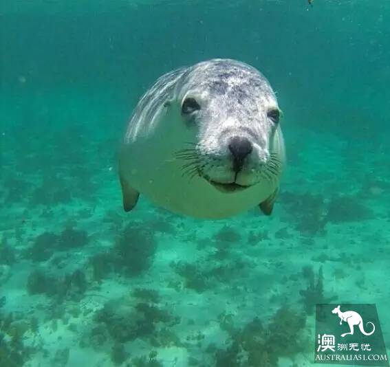 The 40 unique experiences that Australia cannot miss! Take a quick look at these extraordinary feelings.