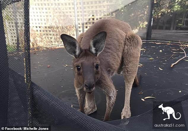 Tuao daily, kangaroo into the front yard of residents to 'play' trampoline