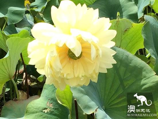 夏日荷花大赏！墨尔本蓝莲花水上花园，美到让你梦回江南