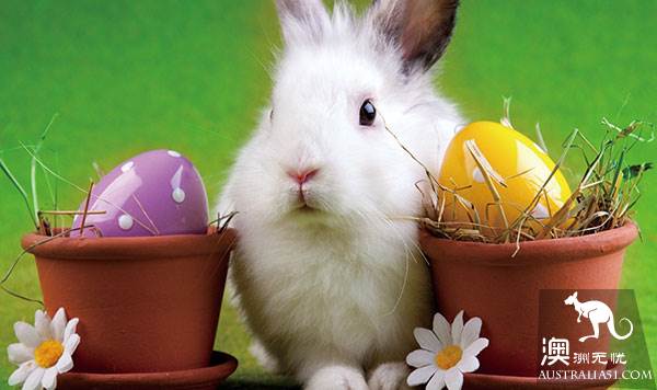 Gaining new knowledge! The most Australian Easter knowledge 'literacy' post! It turns out that Easter can still be played like this.