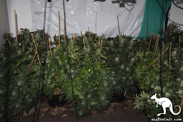 Arrest of 277 marijuana, Australian Chinese male