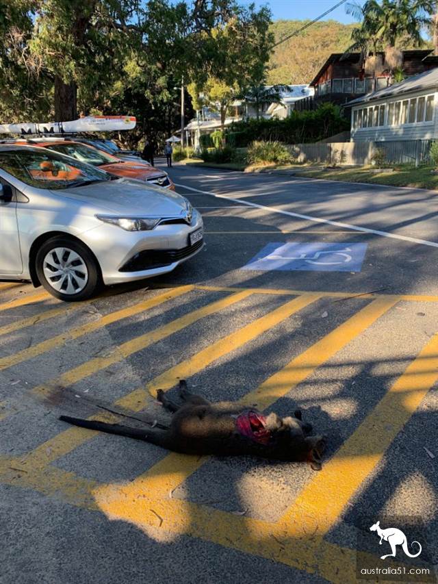 Central Coast parking lot startled to death sandbag mouse, the body was cut into a big hole