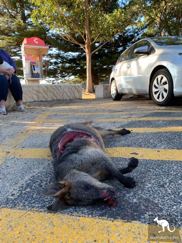Central Coast parking lot startled to death sandbag mouse, the body was cut into a big hole