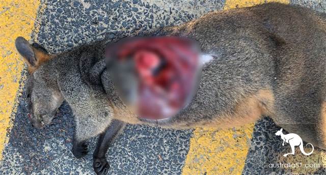 Central Coast parking lot startled to death sandbag mouse, the body was cut into a big hole