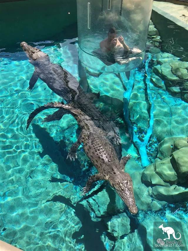 What do I do every day, a photographer at Darwin crocodile park?