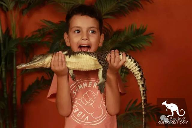 What do I do every day, a photographer at Darwin crocodile park?