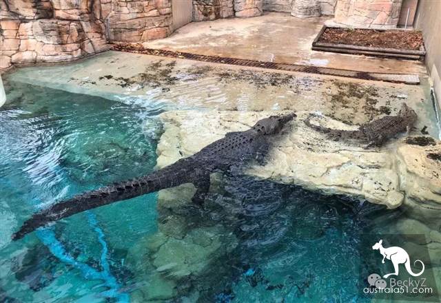 What do I do every day, a photographer at Darwin crocodile park?