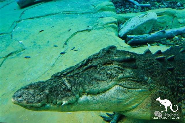 What do I do every day, a photographer at Darwin crocodile park?