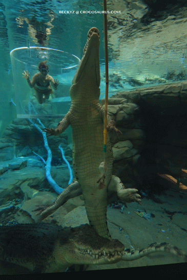 What do I do every day, a photographer at Darwin crocodile park?