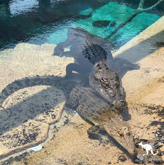 What do I do every day, a photographer at Darwin crocodile park?
