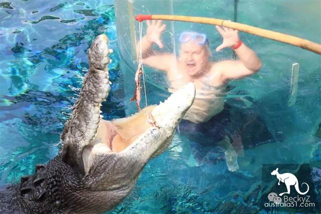 What do I do every day, a photographer at Darwin crocodile park?