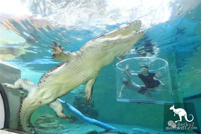 What do I do every day, a photographer at Darwin crocodile park?