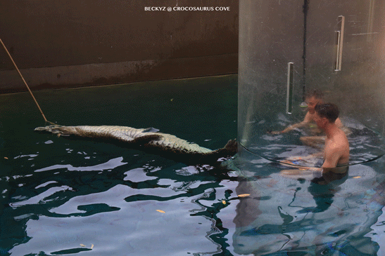 What do I do every day, a photographer at Darwin crocodile park?