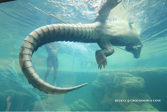 What do I do every day, a photographer at Darwin crocodile park?