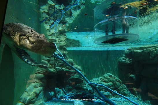 What do I do every day, a photographer at Darwin crocodile park?