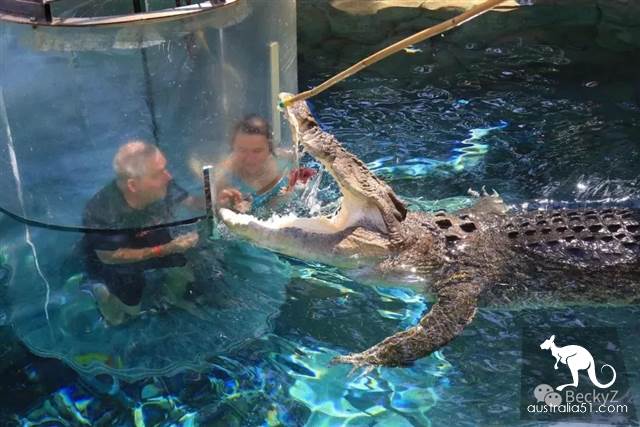 What do I do every day, a photographer at Darwin crocodile park?