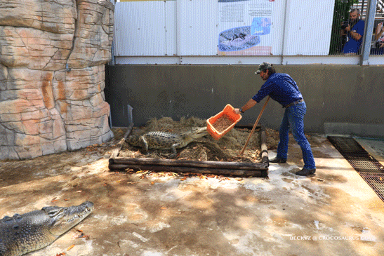 What do I do every day, a photographer at Darwin crocodile park?