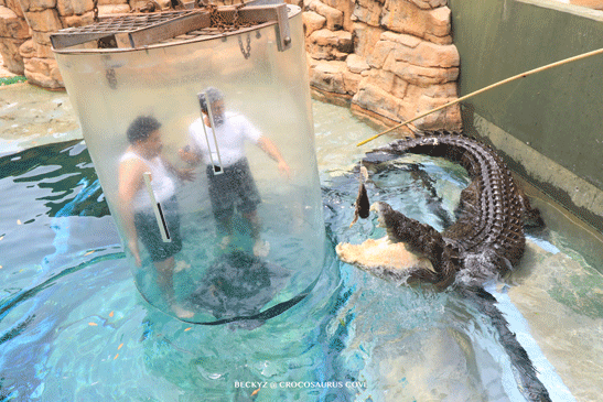 What do I do every day, a photographer at Darwin crocodile park?