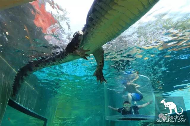 What do I do every day, a photographer at Darwin crocodile park?