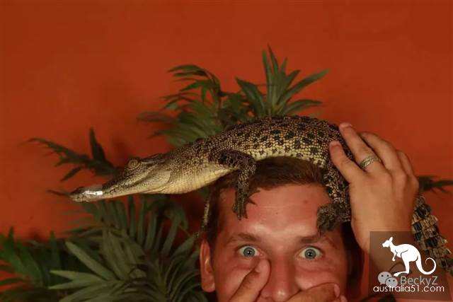 What do I do every day, a photographer at Darwin crocodile park?
