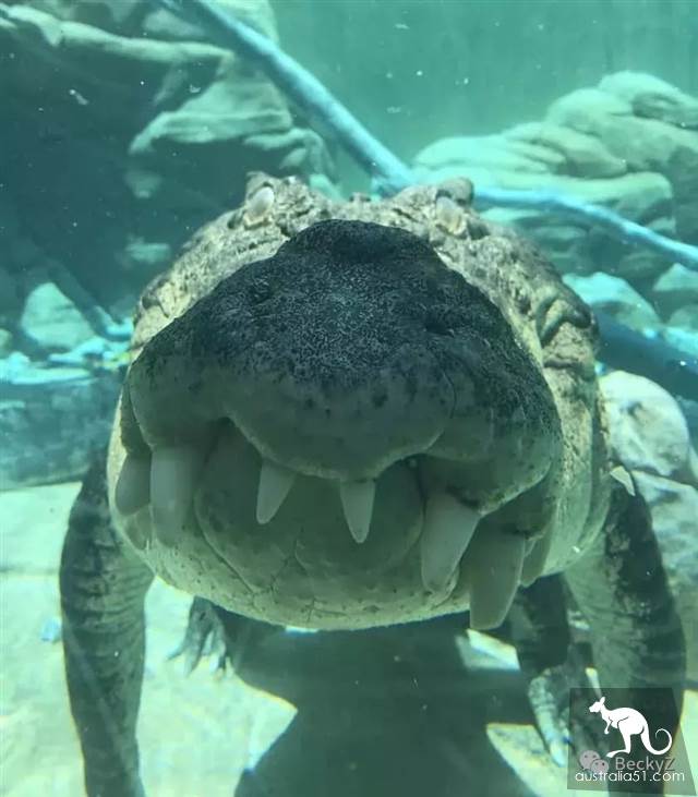 What do I do every day, a photographer at Darwin crocodile park?