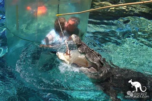 What do I do every day, a photographer at Darwin crocodile park?