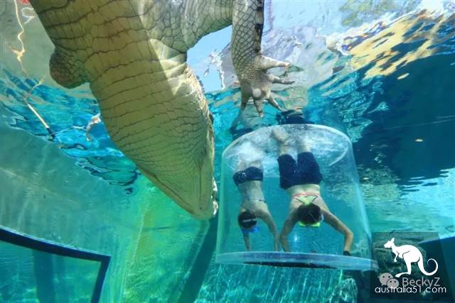 What do I do every day, a photographer at Darwin crocodile park?