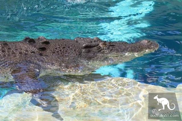 What do I do every day, a photographer at Darwin crocodile park?