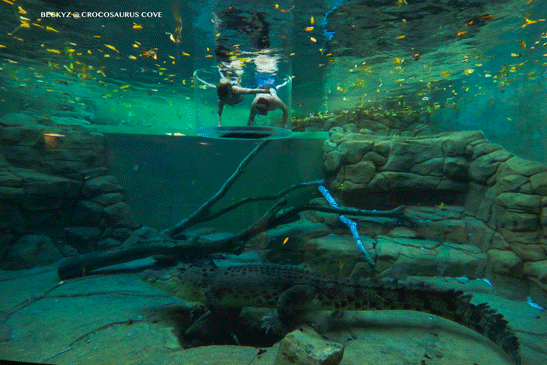 What do I do every day, a photographer at Darwin crocodile park?