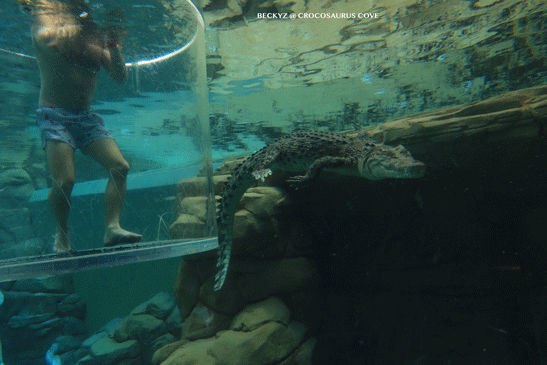 What do I do every day, a photographer at Darwin crocodile park?