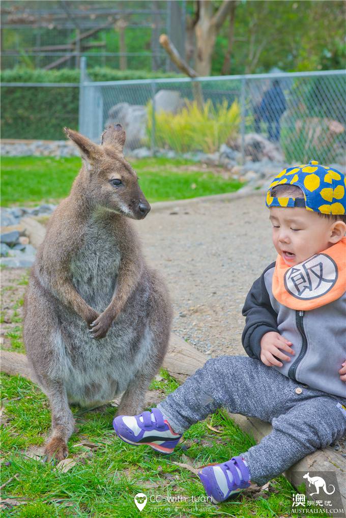 Hug koala, feed kangaroo, Adelaide Canyon Wildlife Park can play all day