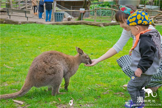 Hug koala, feed kangaroo, Adelaide Canyon Wildlife Park can play all day
