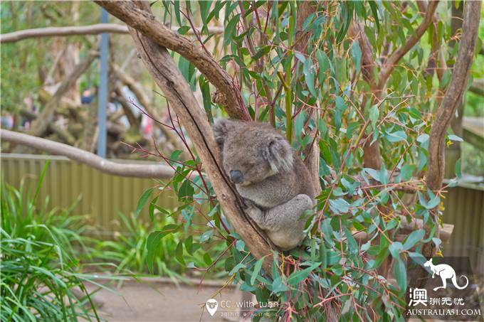 Hug koala, feed kangaroo, Adelaide Canyon Wildlife Park can play all day