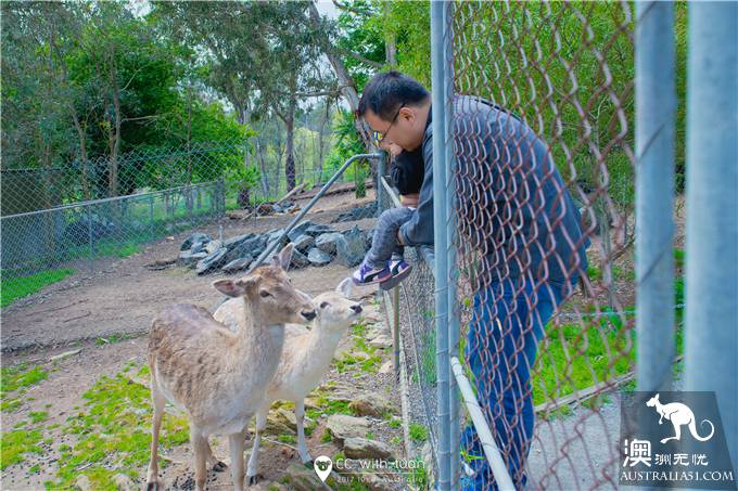 Hug koala, feed kangaroo, Adelaide Canyon Wildlife Park can play all day