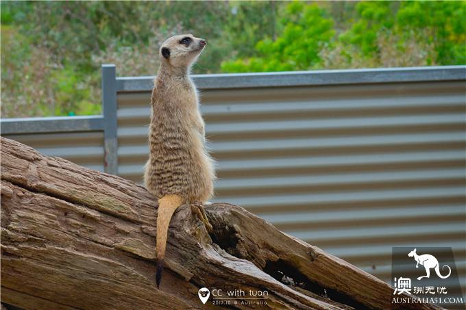 Hug koala, feed kangaroo, Adelaide Canyon Wildlife Park can play all day